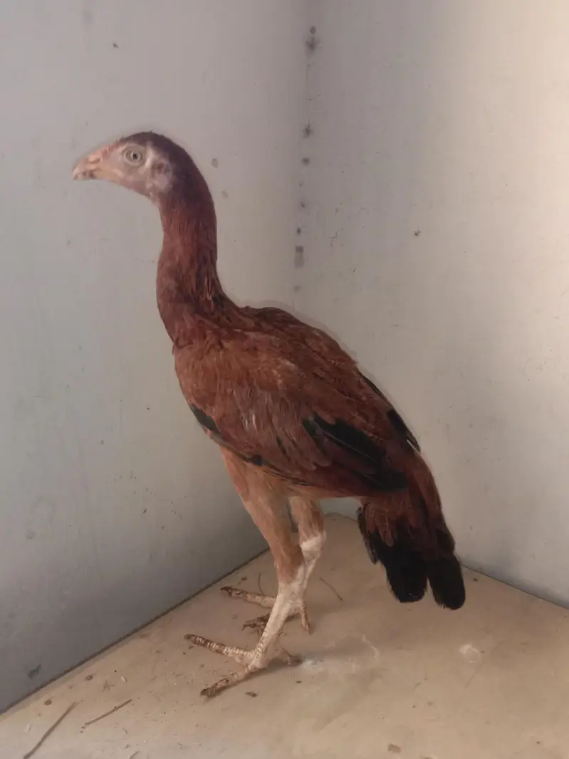 aseel Sindhi pathi for sale 03224186572 — photo 2
