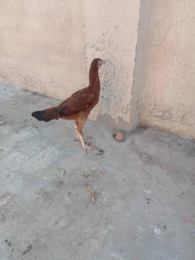 aseel Sindhi pathi for sale 03224186572