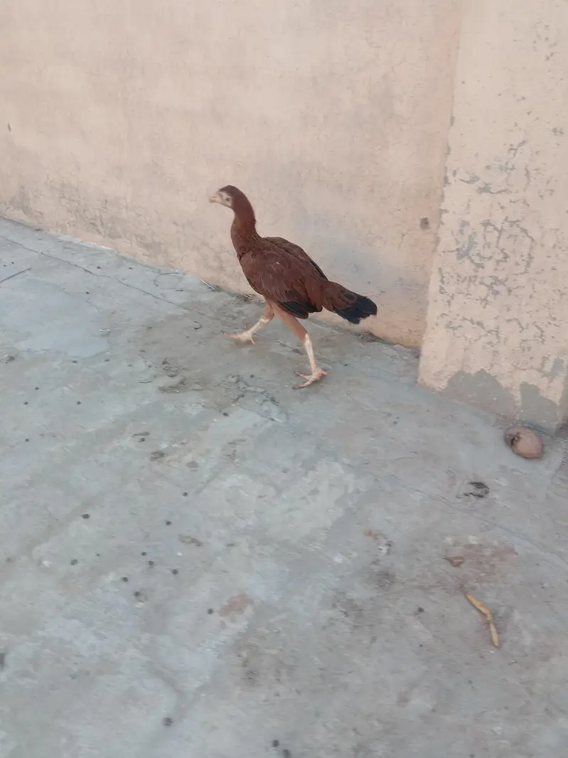 aseel Sindhi pathi for sale 03224186572 — photo 3