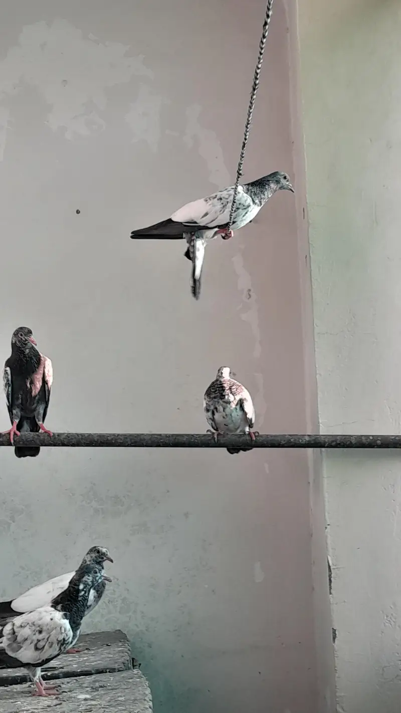 baby piengion — photo 2