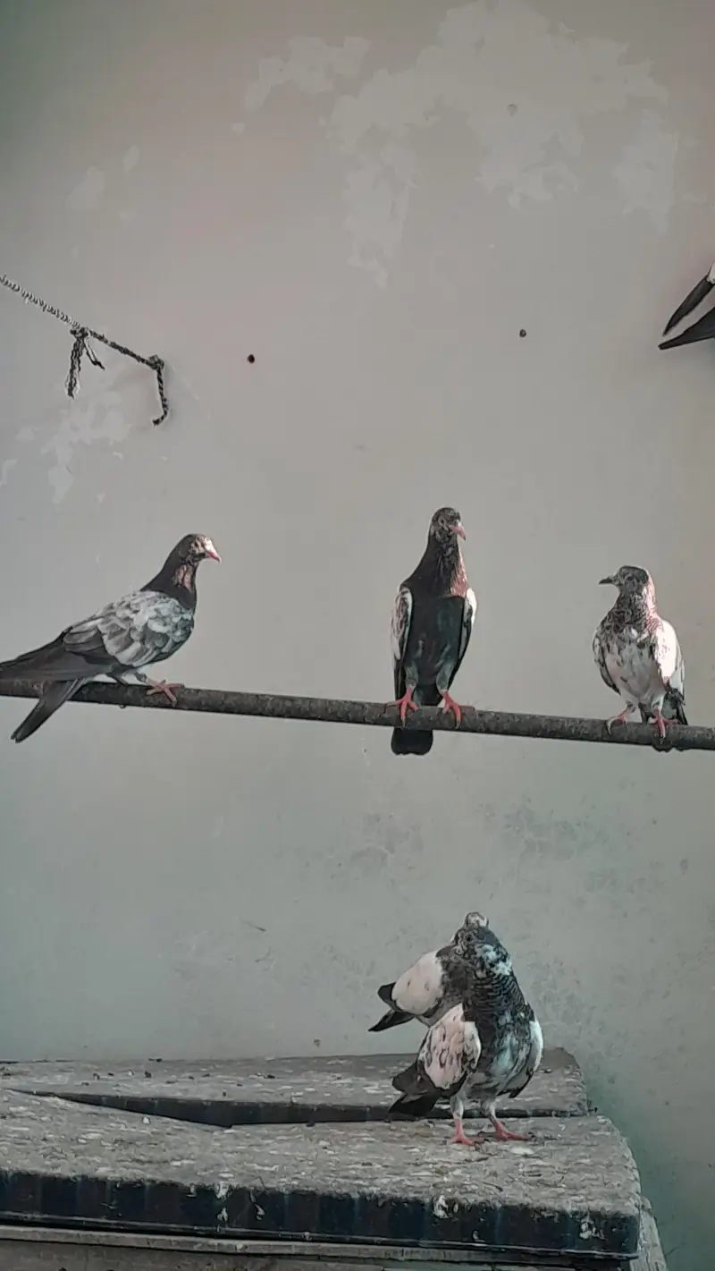 baby piengion — photo 6