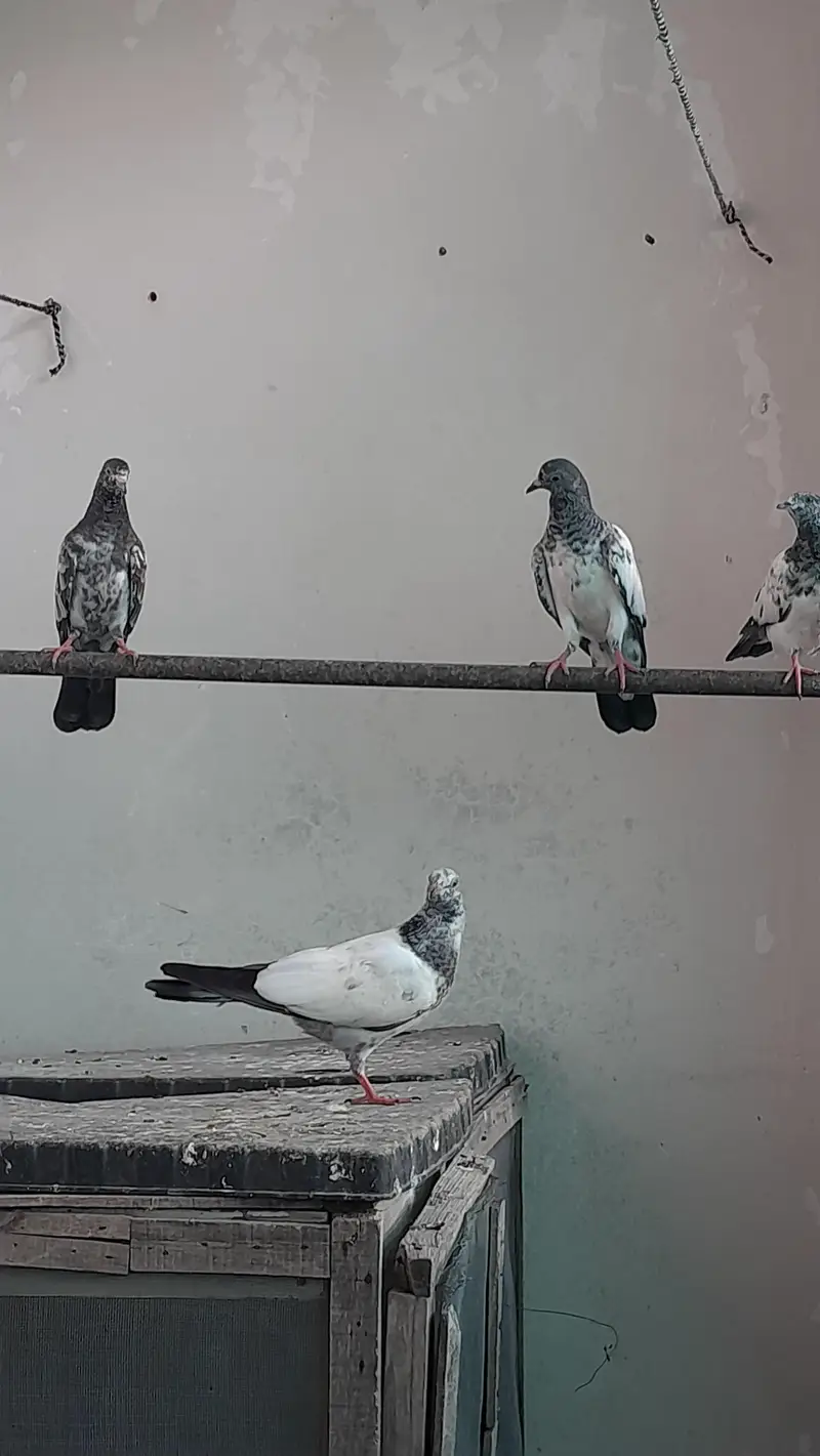 baby piengion — photo 7