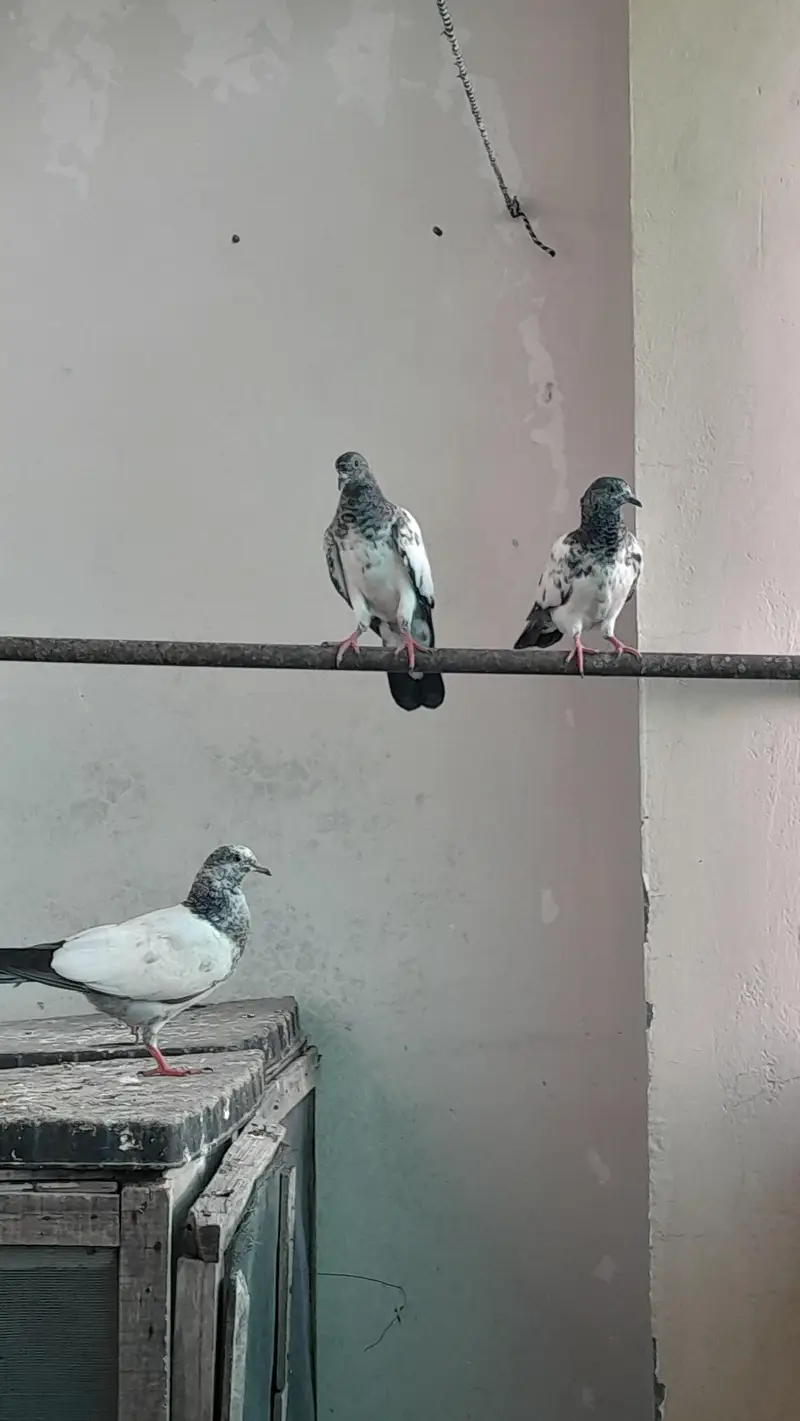 baby piengion — photo 9