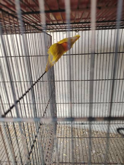 Love bird Mutation