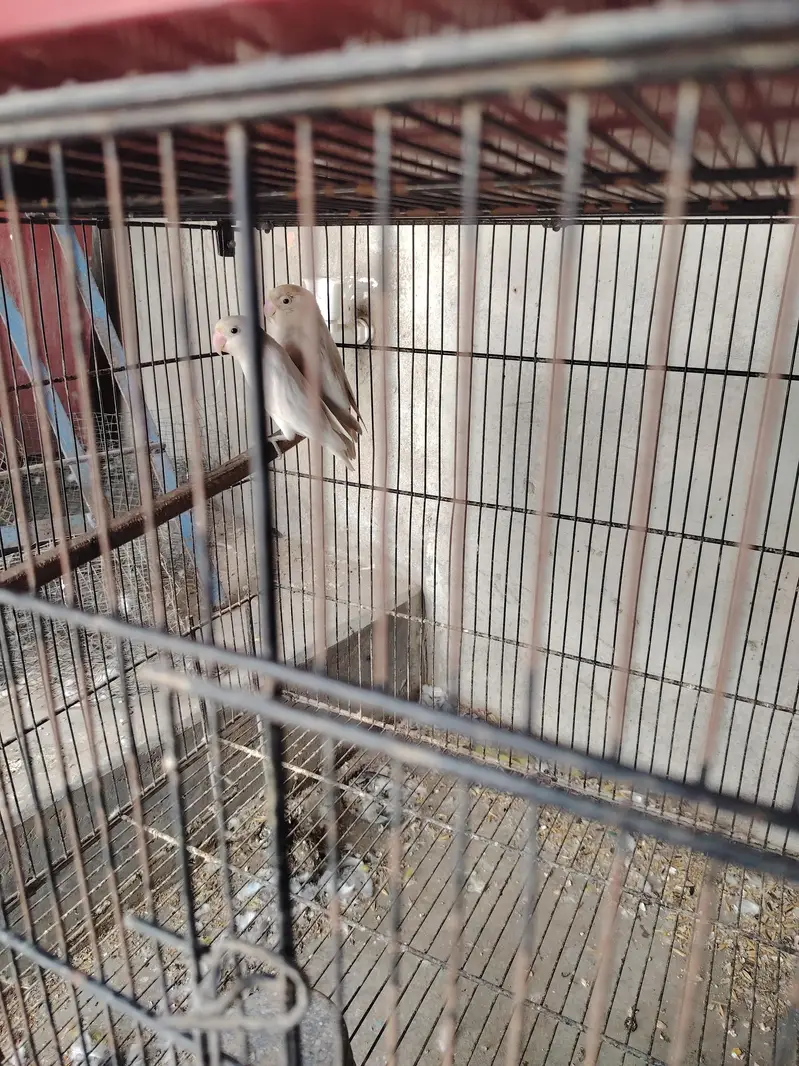 Love bird Mutation — photo 2