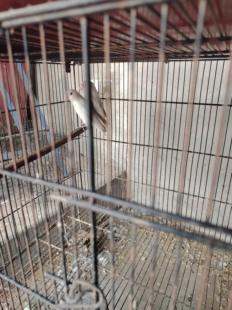Love bird Mutation — photo 3
