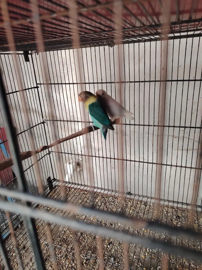 Love bird Mutation — photo 4