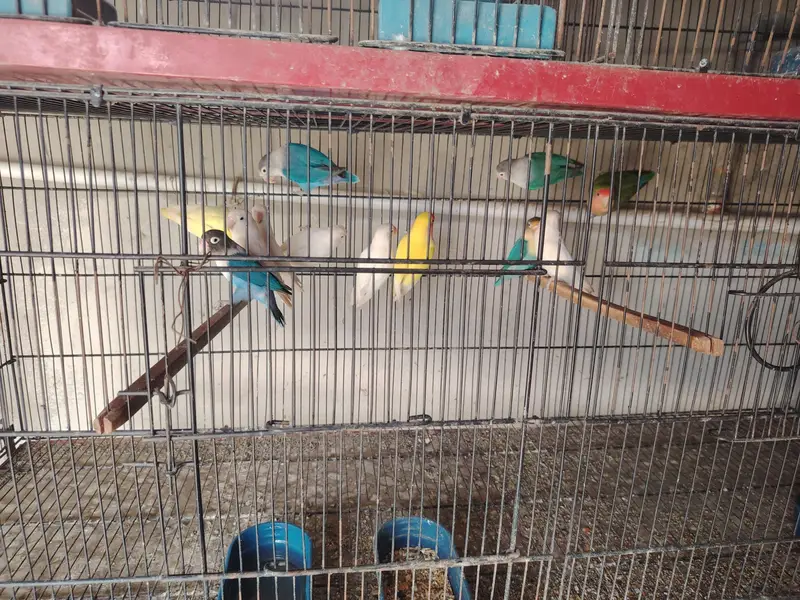 Love bird Mutation — photo 5