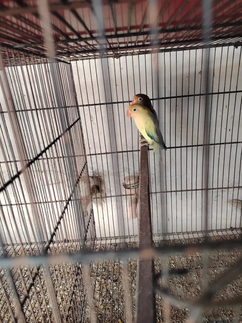 Love bird Mutation — photo 6