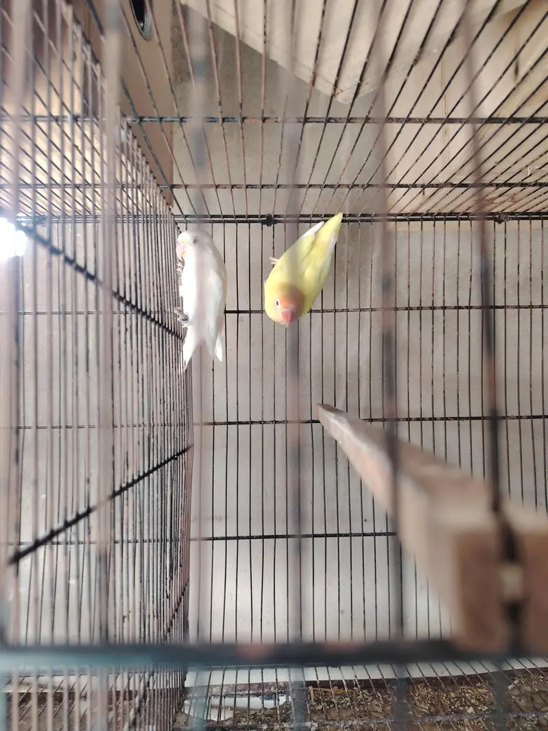 Love bird Mutation — photo 7