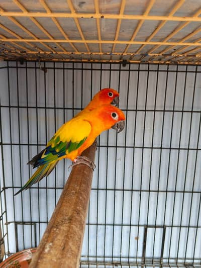 Sunconure Breeder pair