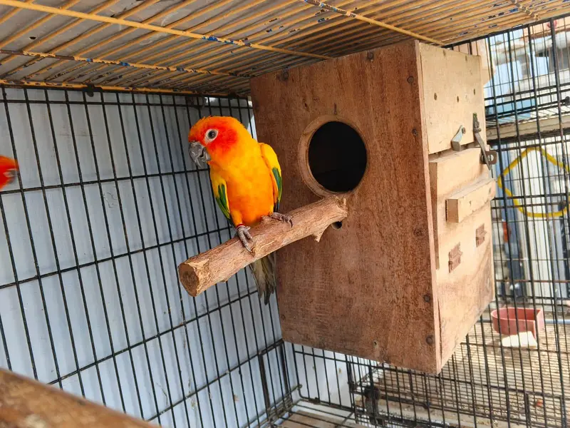 Sunconure Breeder pair — photo 2