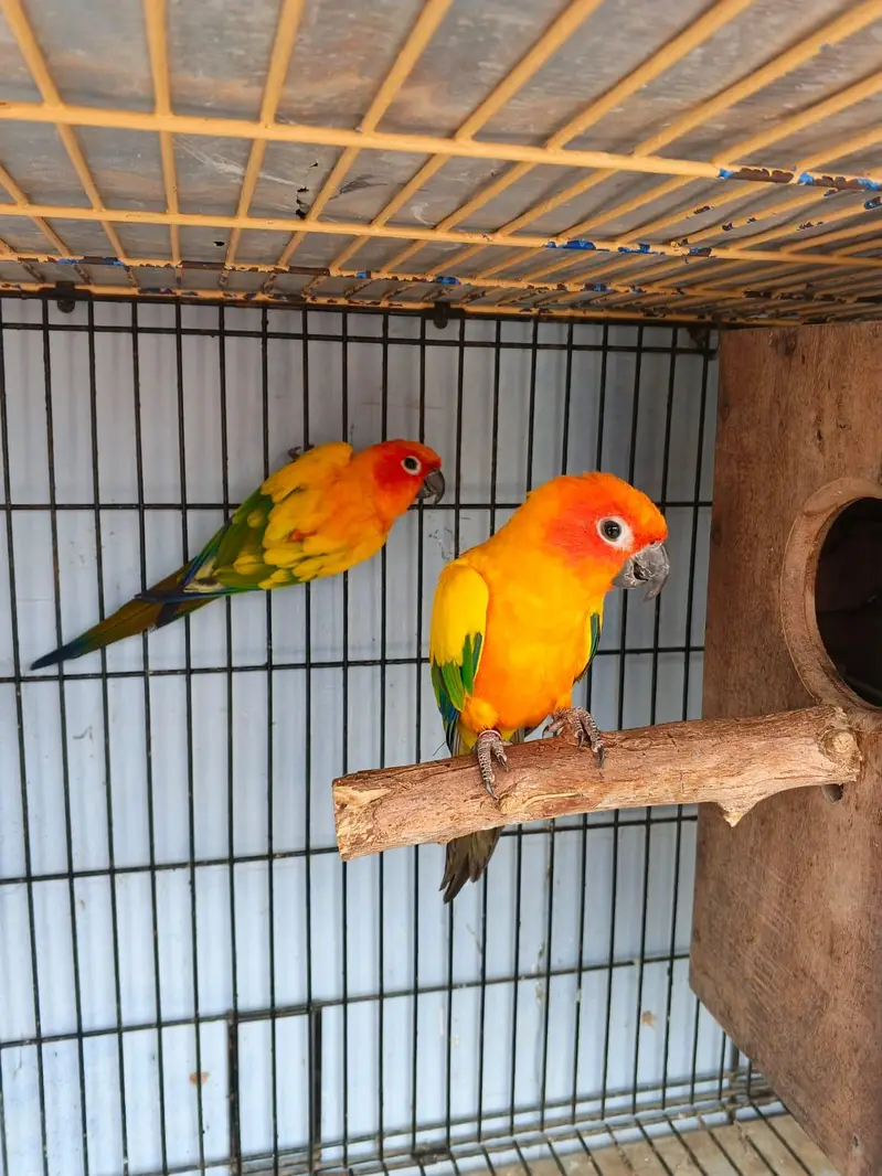 Sunconure Breeder pair — photo 3