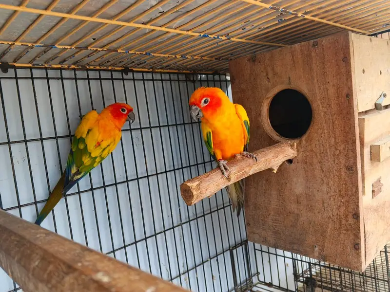 Sunconure Breeder pair — photo 4