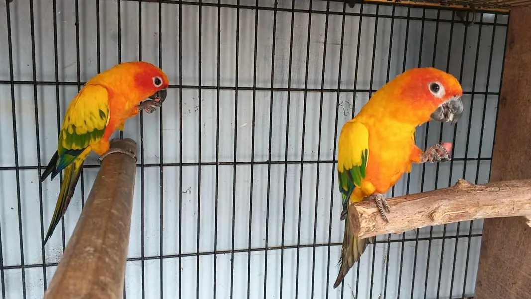 Sunconure Breeder pair — photo 5