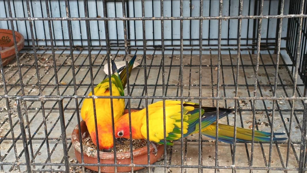 Sunconure Breeder pair 5