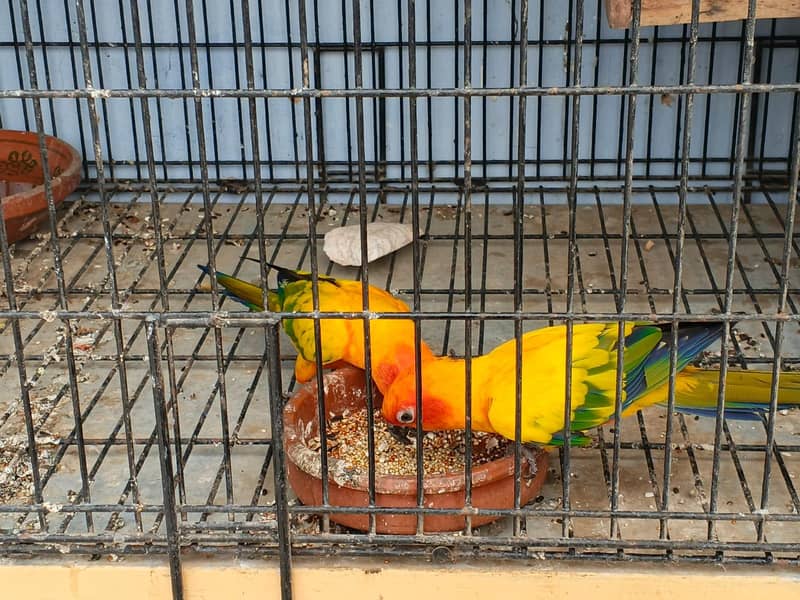 Sunconure Breeder pair 6