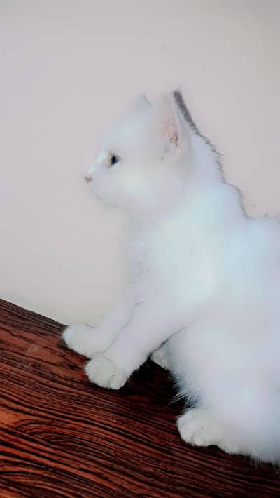 2 month Persian kitten _ snowy