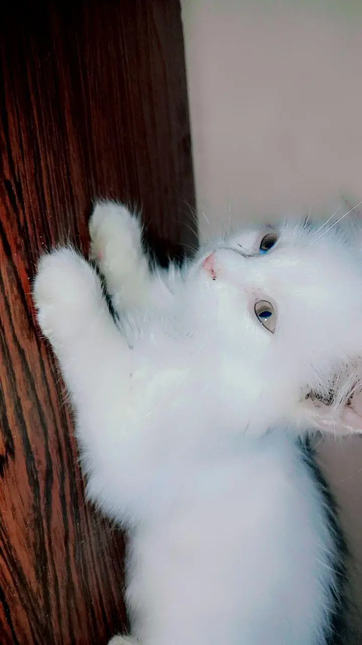 2 month Persian kitten _ snowy — photo 2