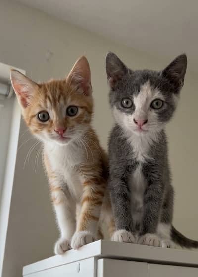 For sale Russian cat triple coated Age 3 month washroom train