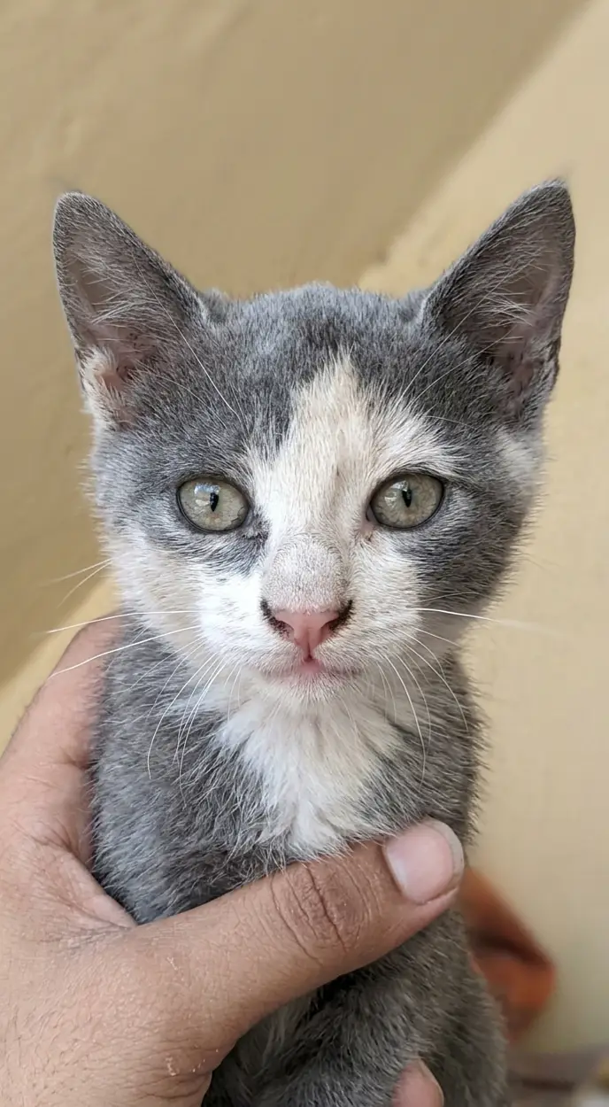 For sale Russian cat triple coated Age 3 month washroom train — photo 2