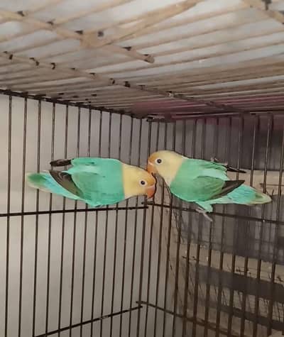 Selling Birds