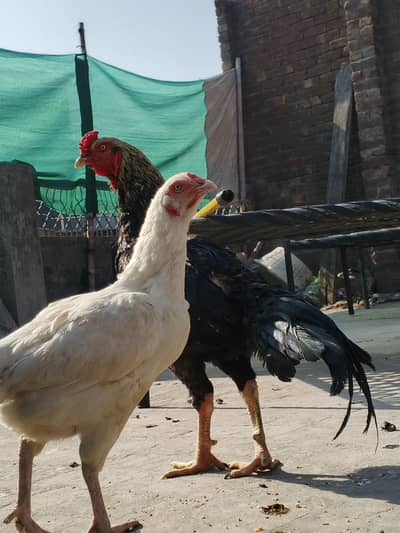 2 femal + 1 heavy weight active murga (03278846467)