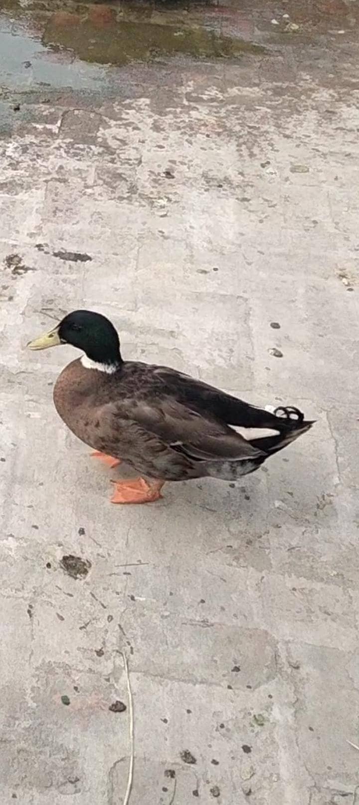 ducks pair 0