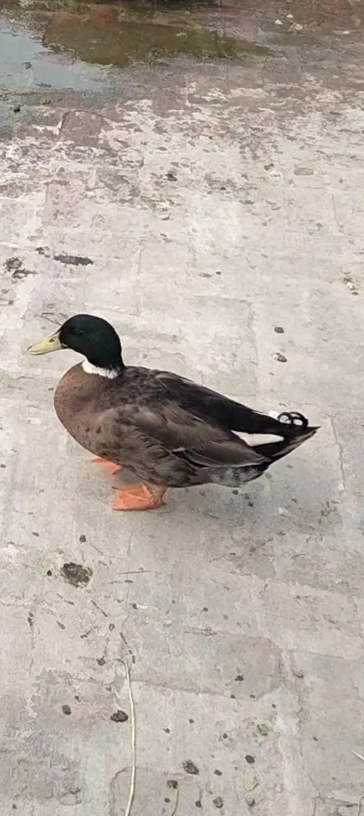 ducks pair