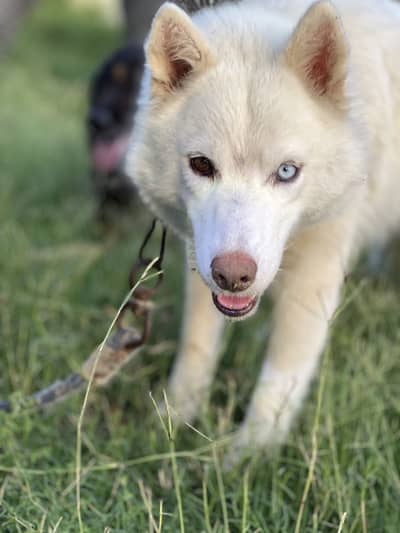 White siberian husky
