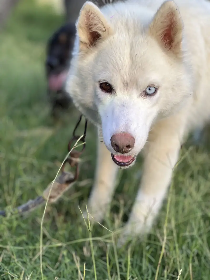 White siberian husky