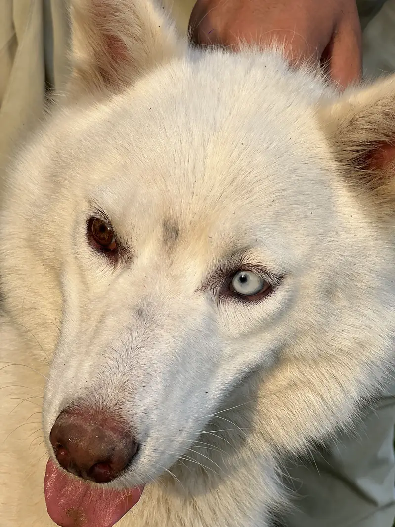 White siberian husky — photo 2
