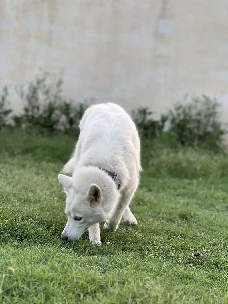 White siberian husky — photo 3