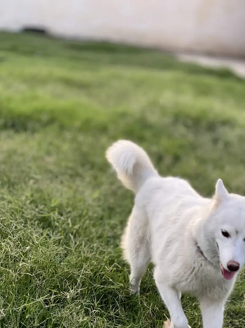 White siberian husky — photo 4