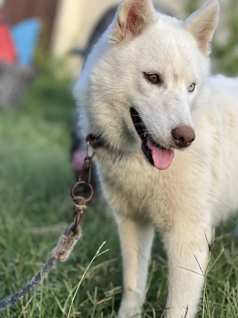 White siberian husky — photo 5
