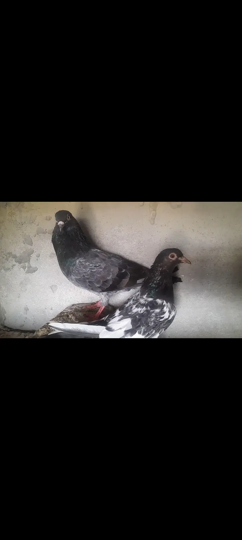 Dubb wala pure pair — photo 2