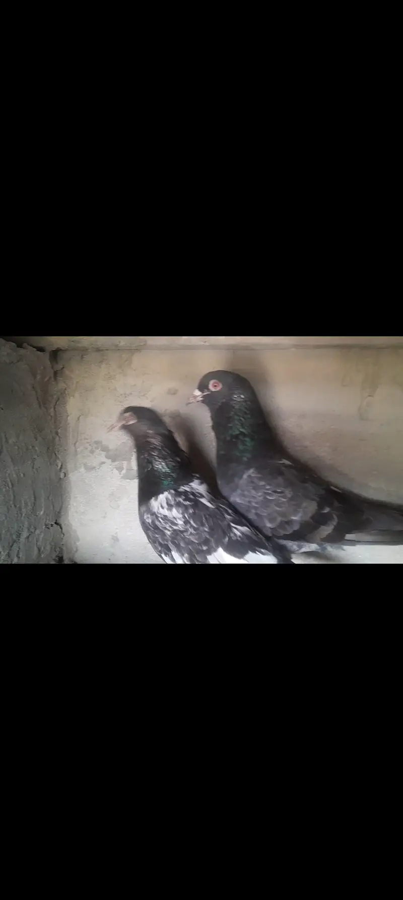 Dubb wala pure pair — photo 3