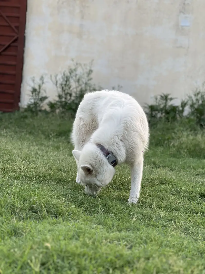 White siberian husky — photo 7