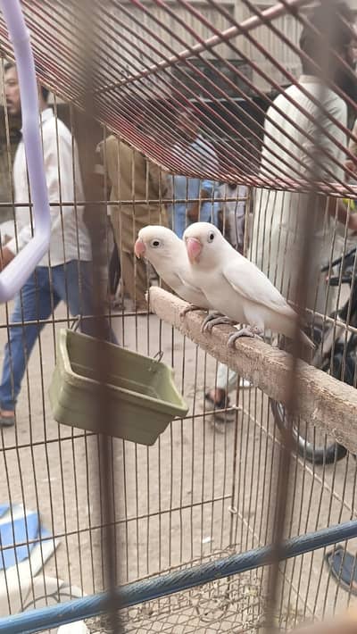 Albino