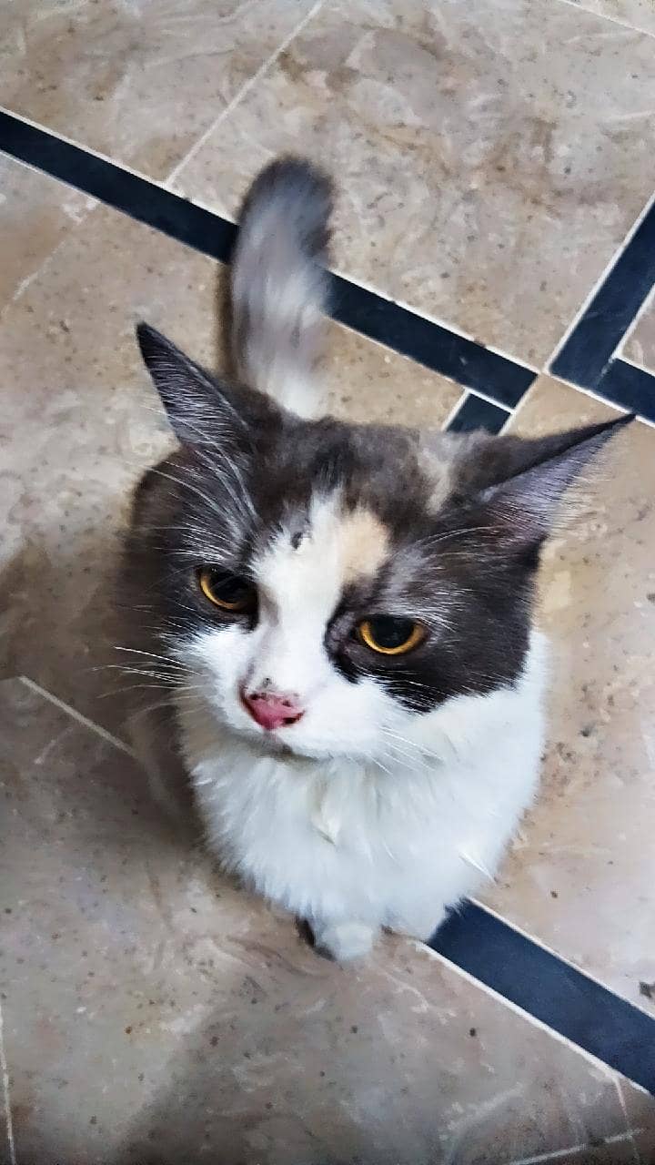 Calico Cat 0