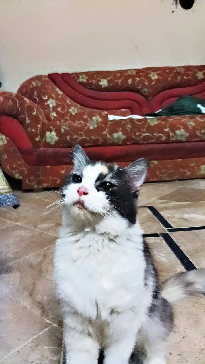 Calico Cat 1