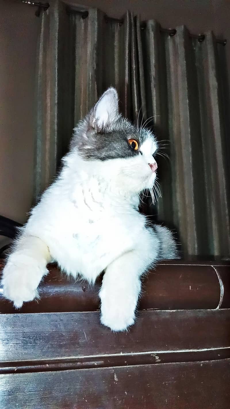 Calico Cat 3