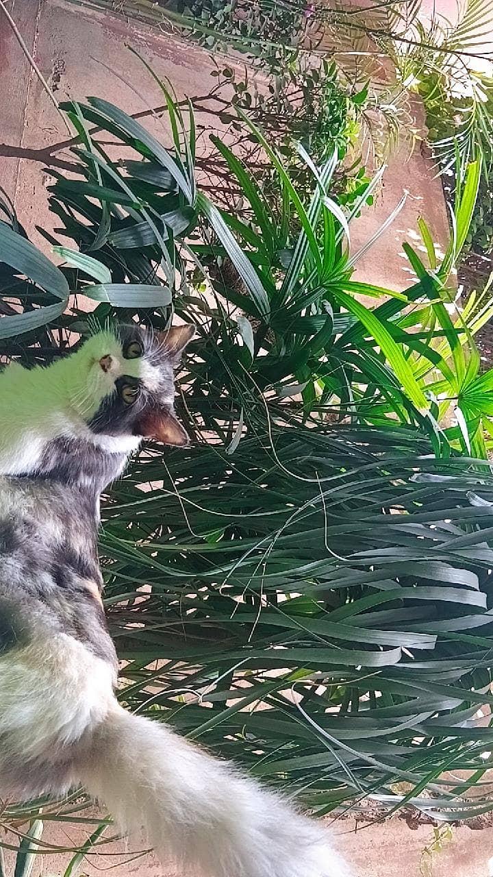 Calico Cat 4