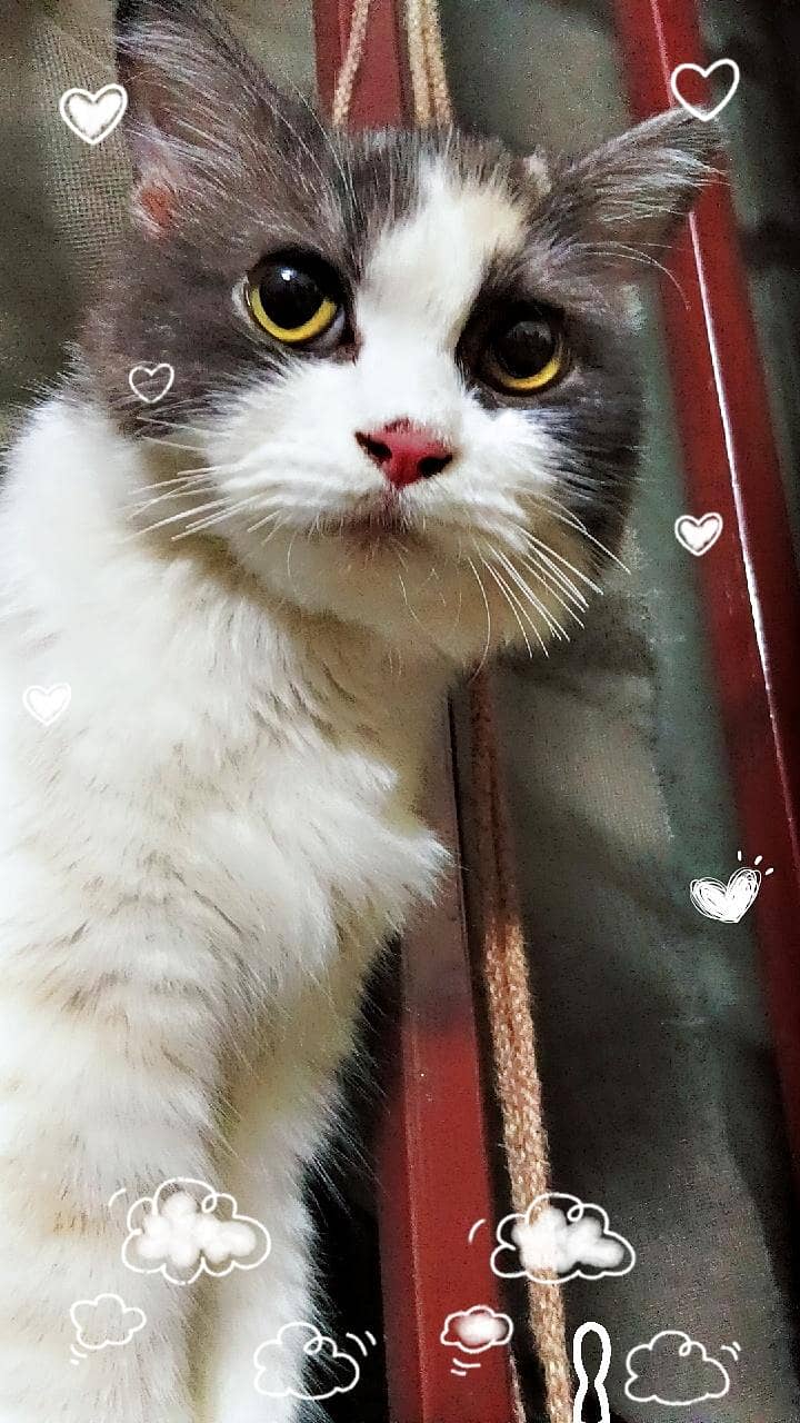Calico Cat 5