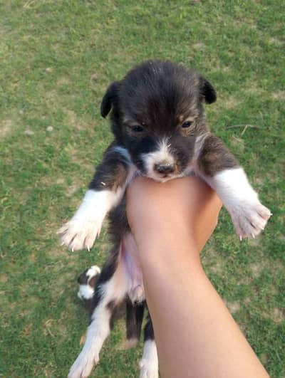 Two dog puppies babies