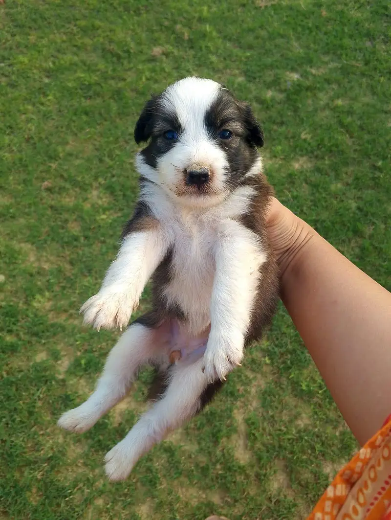 Two dog puppies babies — photo 2