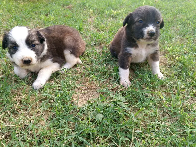 Two dog puppies babies — photo 3