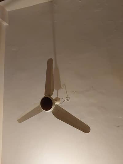 Royal fan