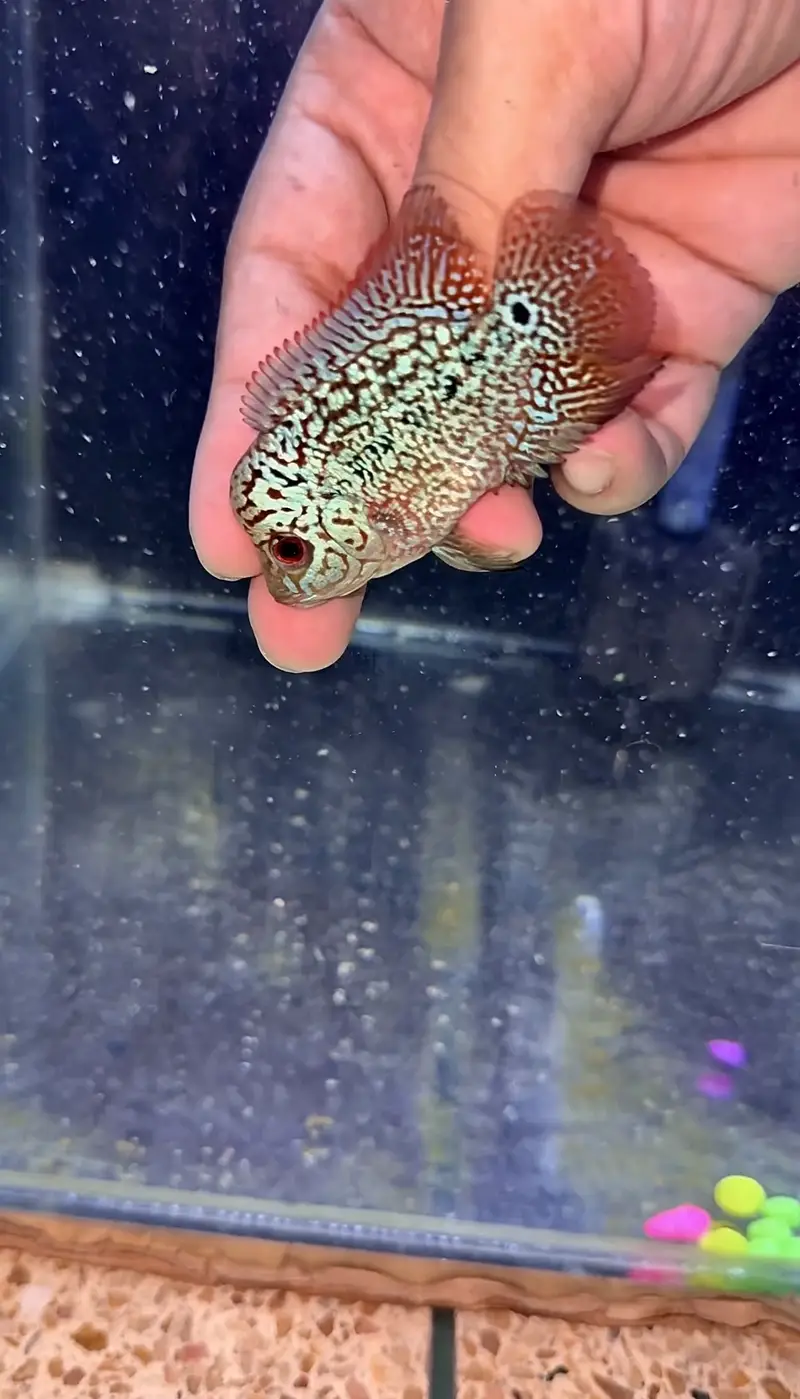 Flowerhorn Golden Base KML — photo 3