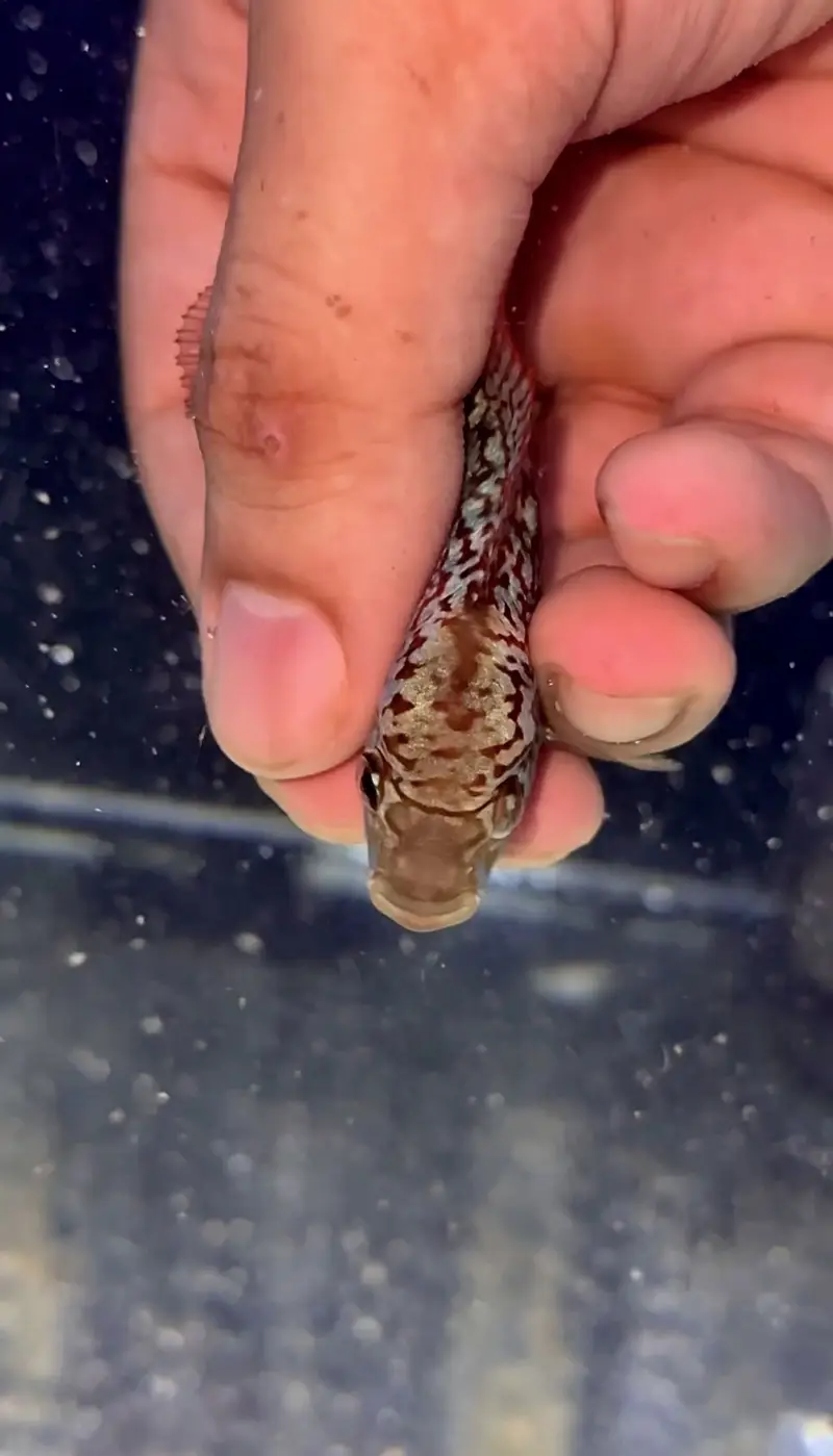 Flowerhorn Golden Base KML — photo 2